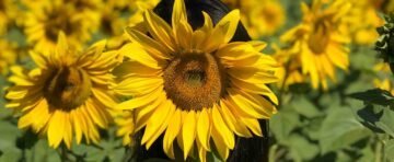 Wat kun je zelf doen tegen hooikoorts